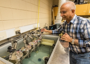 Biology may be key to coal-to-gas conversion